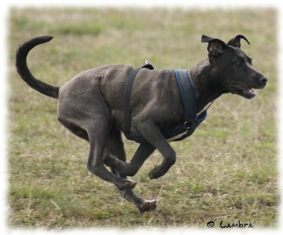 první COURSING 28.03.09