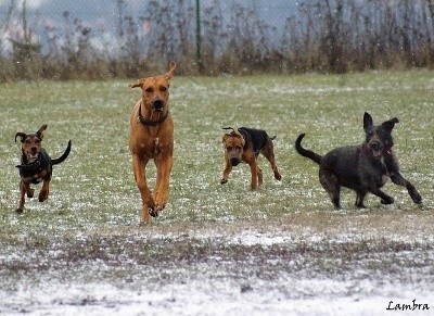 Nikča a její ségra Berta